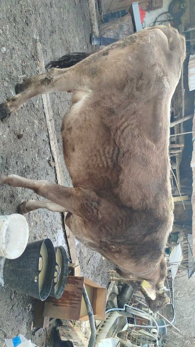 Vând vacă bună de lapte cu vițel bruna de Maramureș