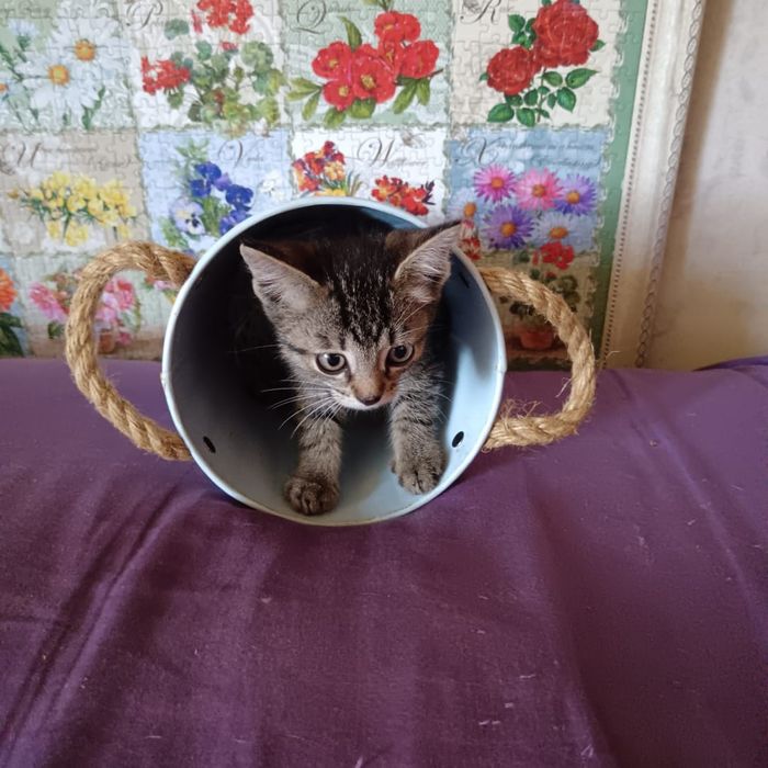 Котята в добрые руки!