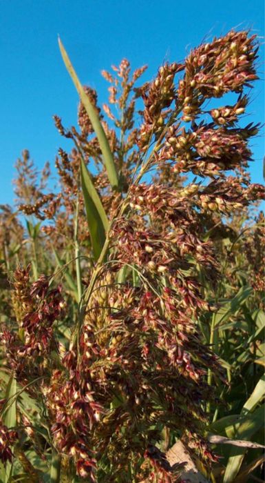 Семена суданской травы