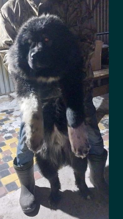 Кавказская овчарка вязка