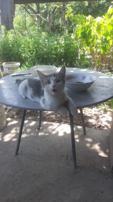 Отдадим котёнка в добрые руки