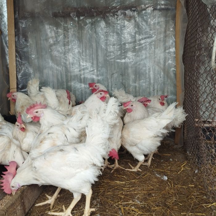 Продам куры домашние