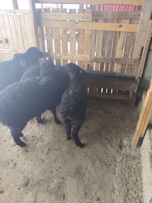 Овцы бараны домашние