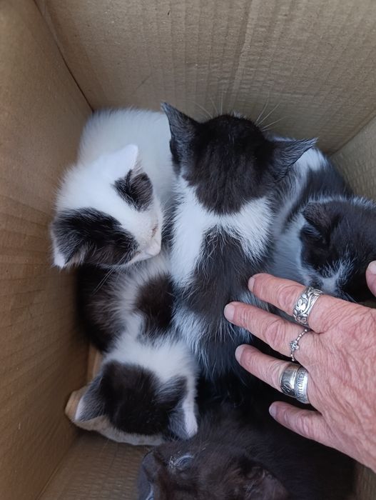 Котята домашние без блох