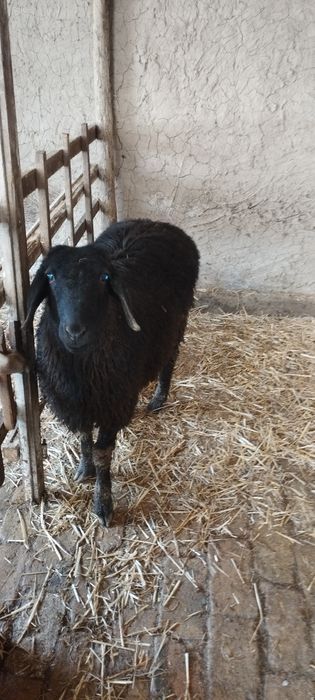 Qoʻzi qoʻchqor sotiladi