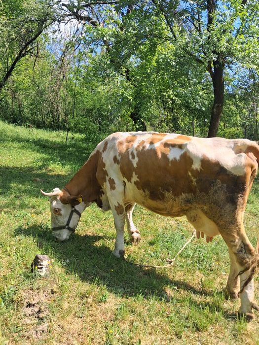 Vand vaca balțata