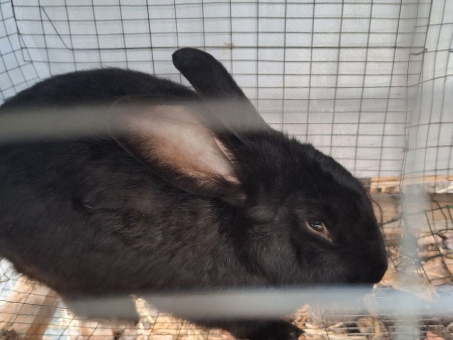 Куён эркак 200минг