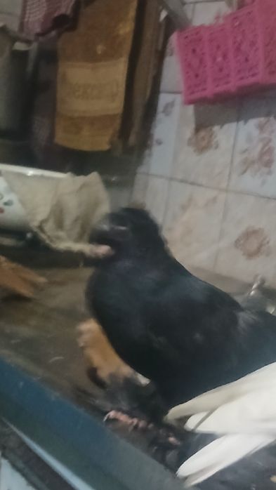 Продаются  пискуны