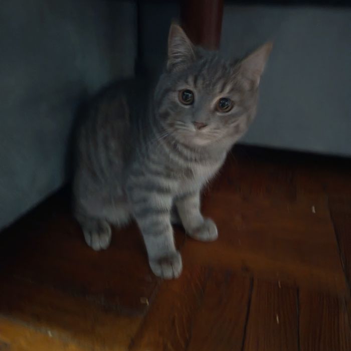 Scottish strayt mushuk