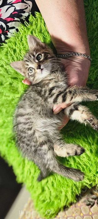 Котята ищут семьи!