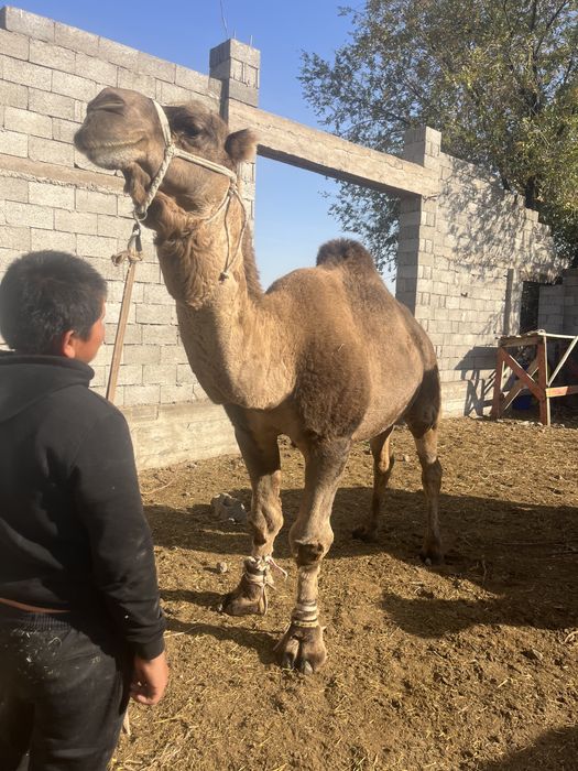 Лөк сатылады обмен