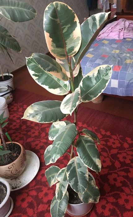 Продам фикус триколор