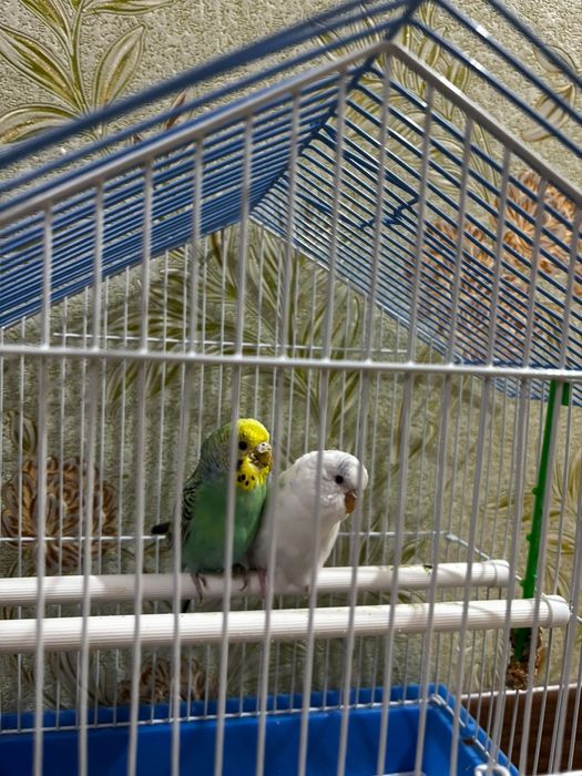Папугай пара 13000