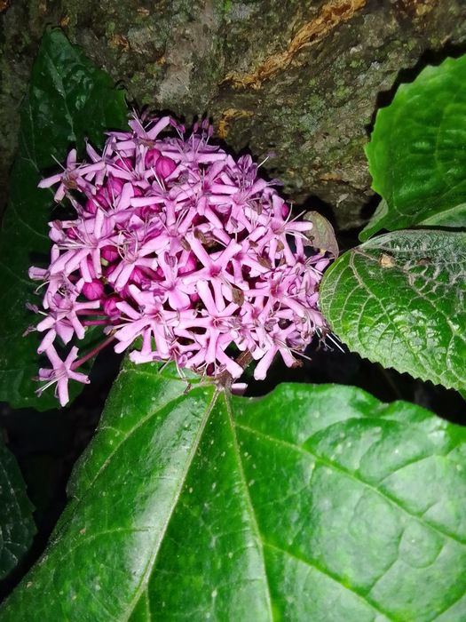 Гортензия саженцы