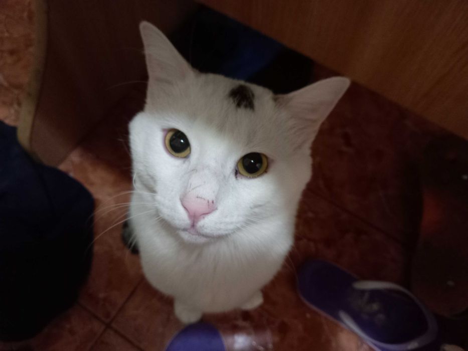 Ofer spre adopție responsabilă pui de pisică