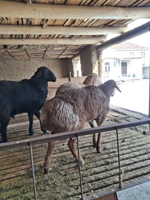 Қошқар сатылады бір жасқа толағай