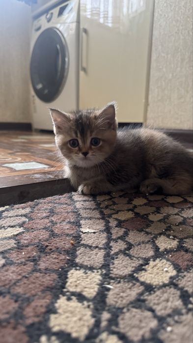 Продается Кошка Mushuk Sotiladi