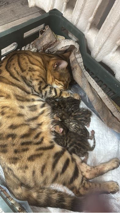Продам Котят бенгалов