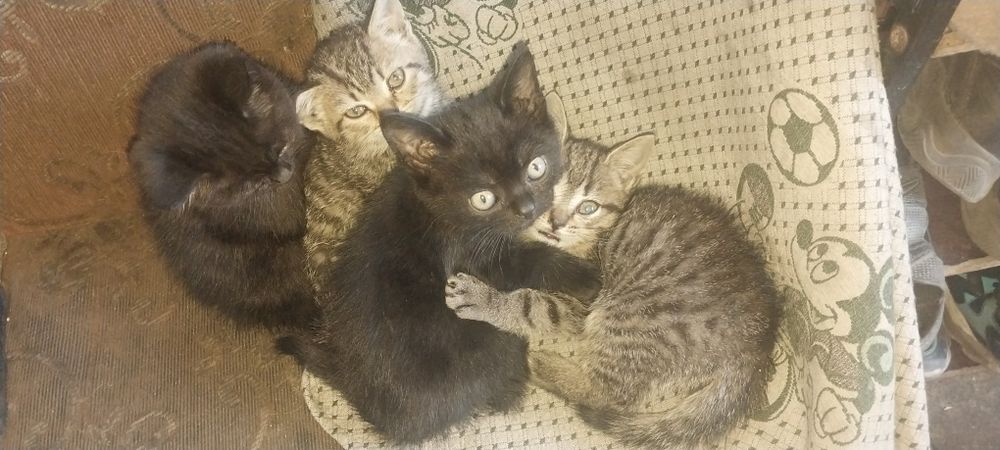 Отдам котят 2 девочки 2 мальчика
