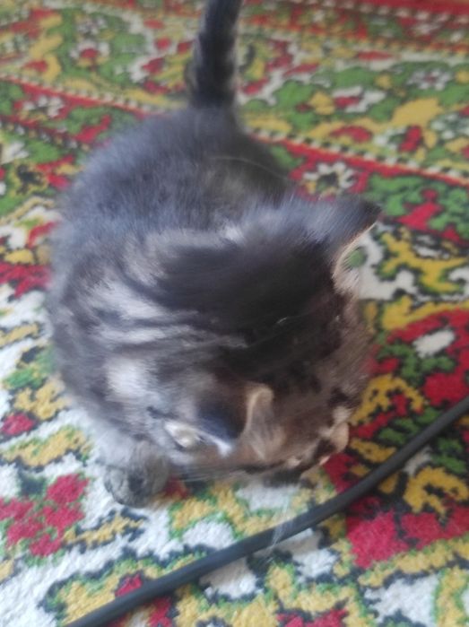 Отдам котят в хорошие руки