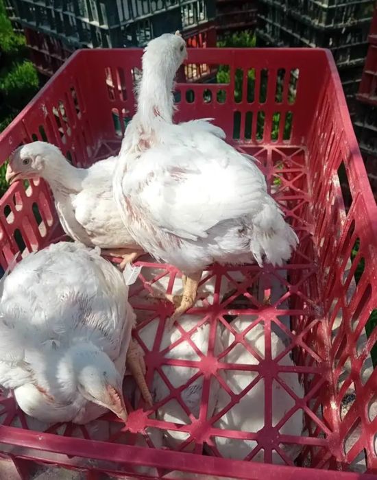 Bună ziua dragi clienți ferma de pui vă oferăm spre vânzare pui albi