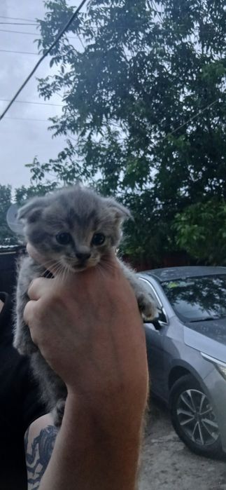 Продам котят вислоухих