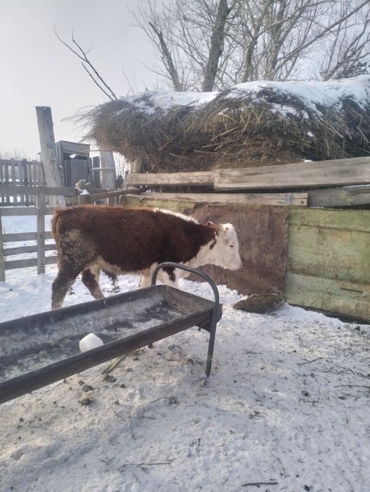 Таза Ак бас торпактар сатылады