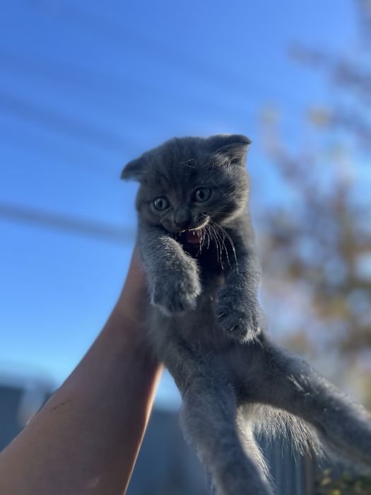 Отдам котят даром