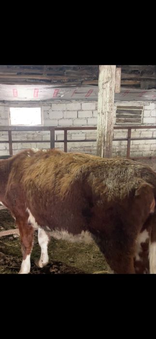 Телочки полторашки