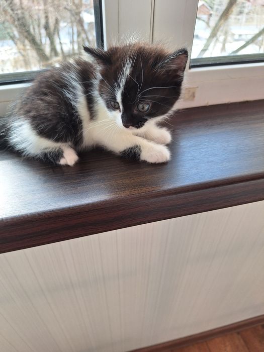 Отдам кошечку в добрые руки.