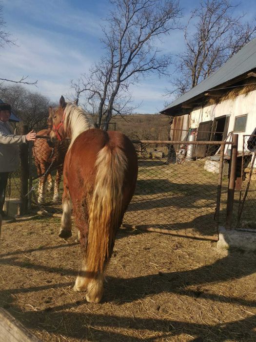 Manza tanara doi ani