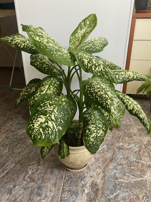 Продам Диффенбахию