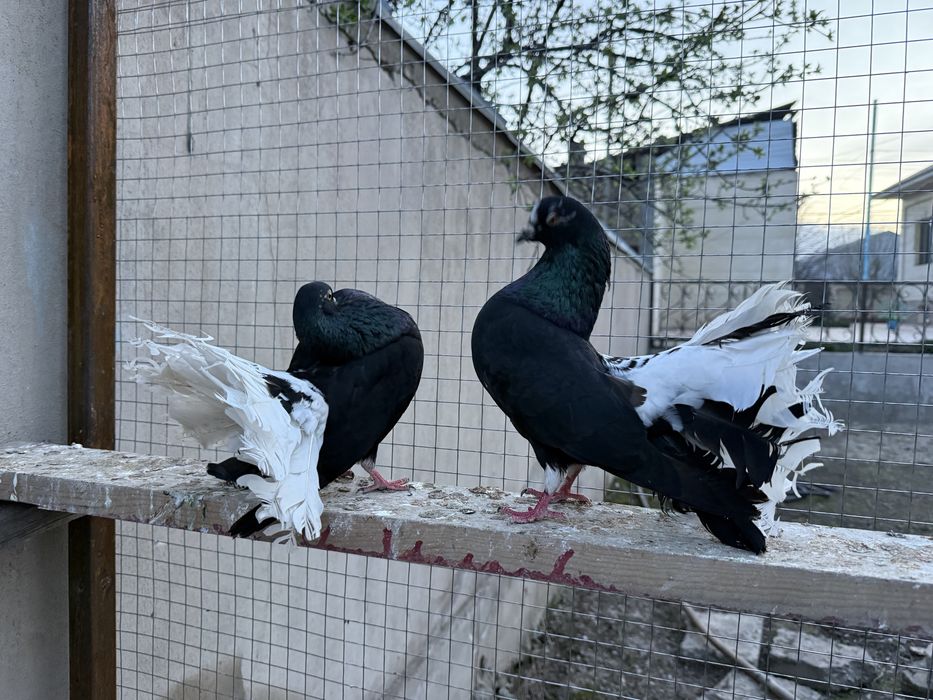 Пара павлинов белохвостые