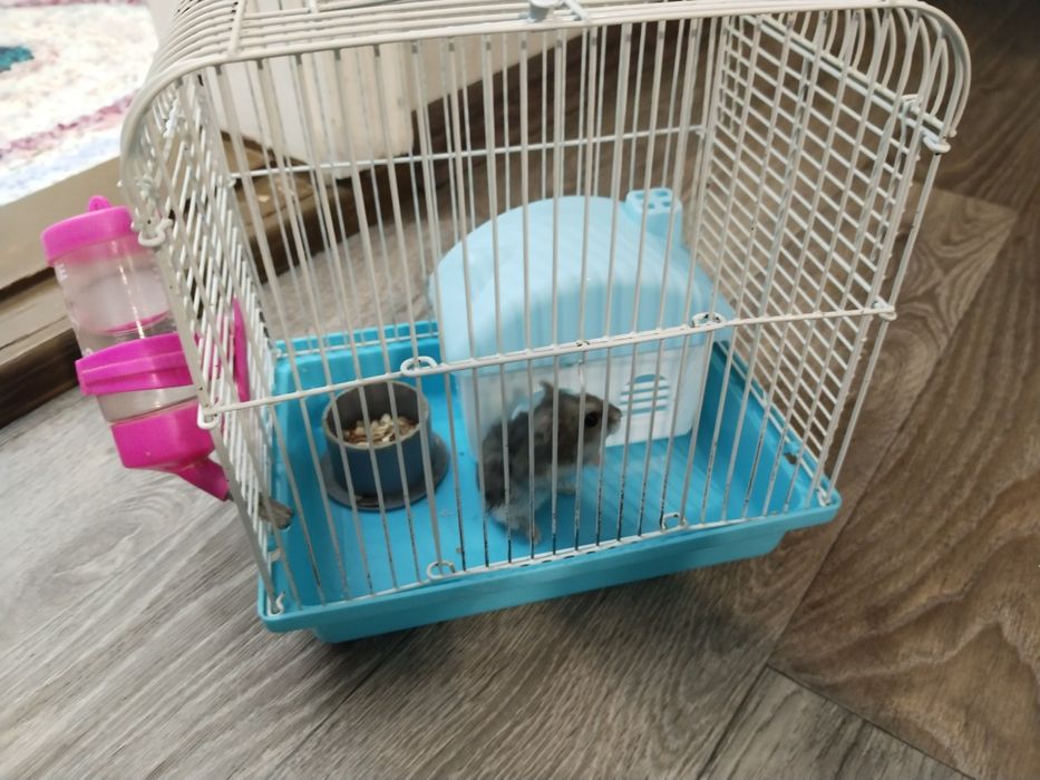 Хомяк джунгарский (девочка) вместе с клеткой