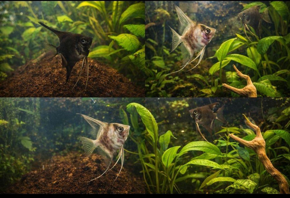 Продам скалярии аквариумные рыбки