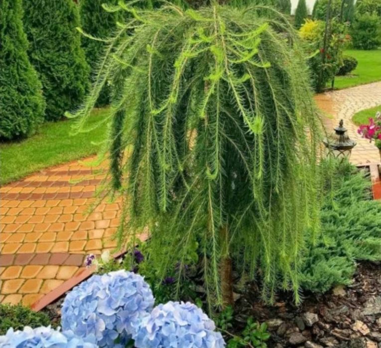 Larix Plângător.
