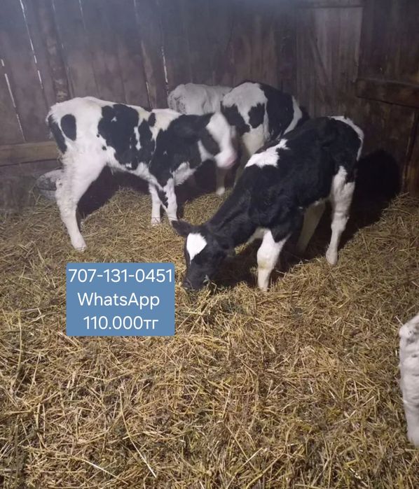 Телята бұқалар телочки Гольштейн бұқалар