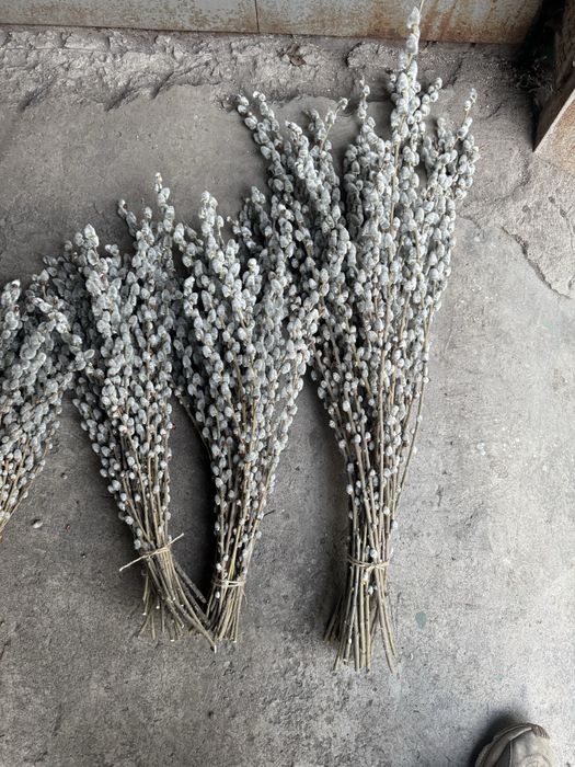 Верба оптом и в розницу