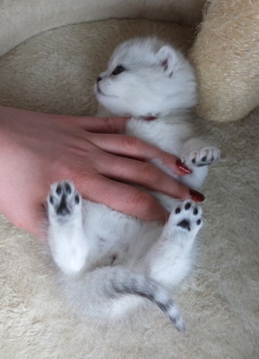 Британско коте сребърна чинчила