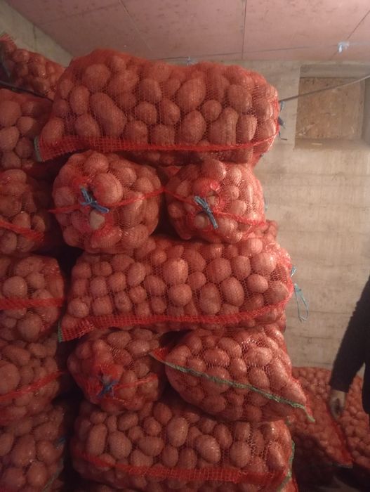 Cartof consum Belaroza