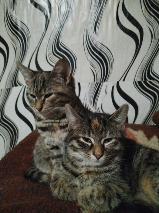 Подарявам много красиви домашни котенца