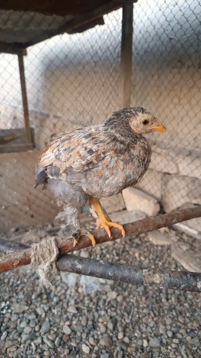 Xonaki 2 oylik jõjalar sotiladi.