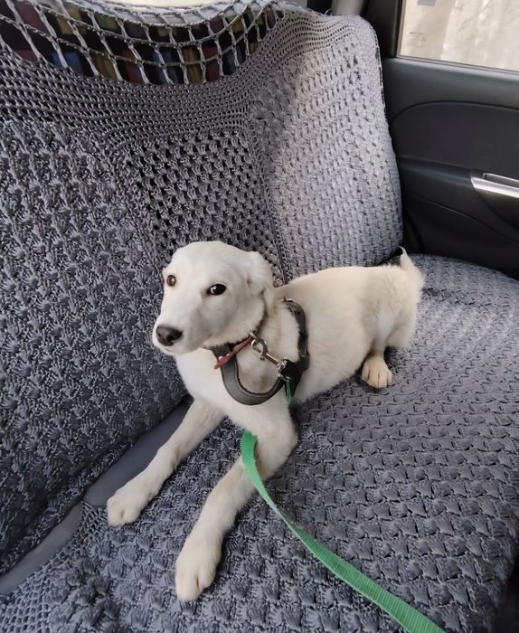 Здоровые  собачата ждут своих хозяев