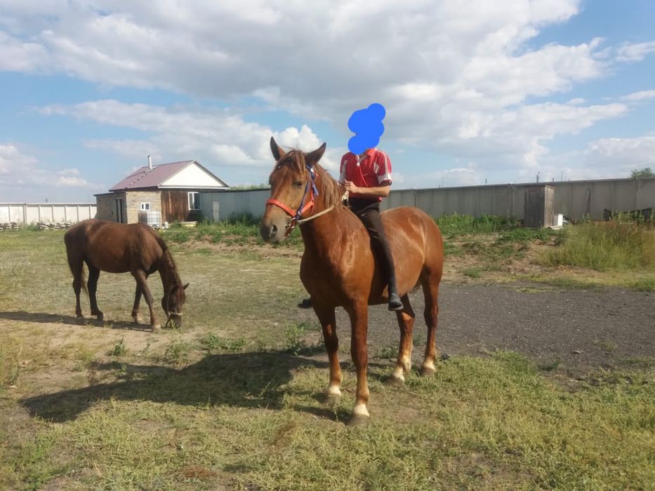 Продается конюшня, подсобное хозяйство