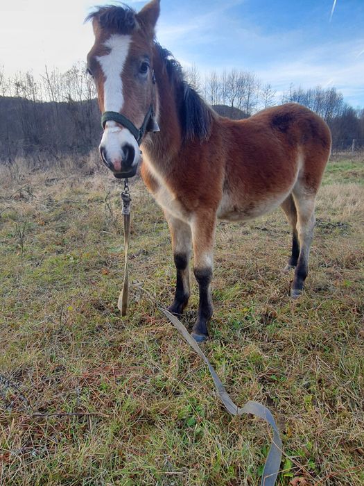 Vând mânz semigreu