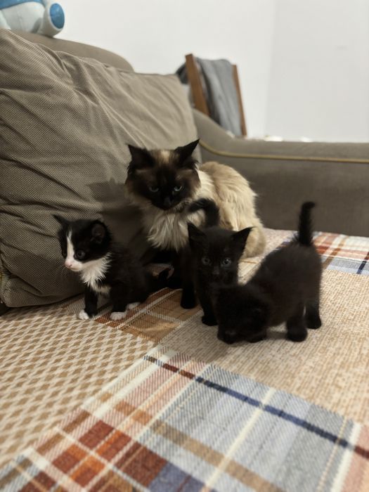 Отдам в добрые руки