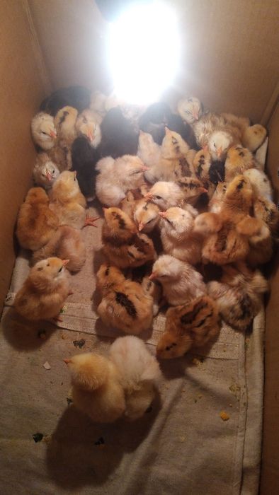 Продам цыплят суточные