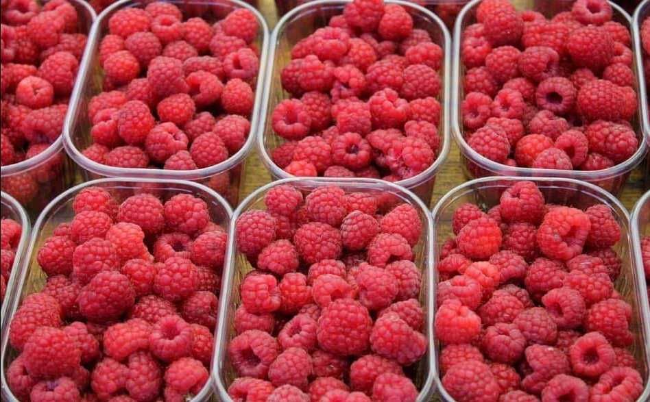 Butași de Zmeură cu Rădăcini Puternice – Recoltă Generoasă!