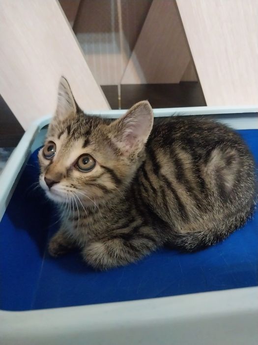 Котенок мальчик 2 месяца