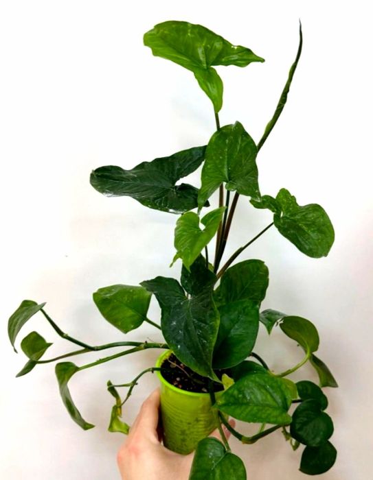 Комнатные растения, цветы для дома, офиса